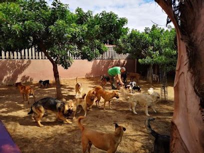 Mejores Residencias Caninas En Puerto De La Cruz Zonacachorros