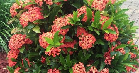 Ixora Prince Of Orange West Pennant Hills Sydney Australia