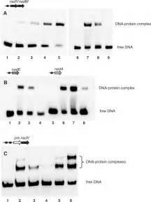 Emsa Demonstrating Specific Nrtr Binding To Dna Dna Fragments Used In