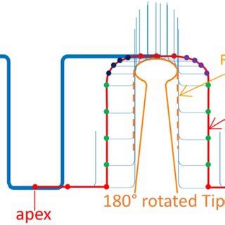 Schematic Diagram Showing The Basic Principle Of Tip Reconstruction