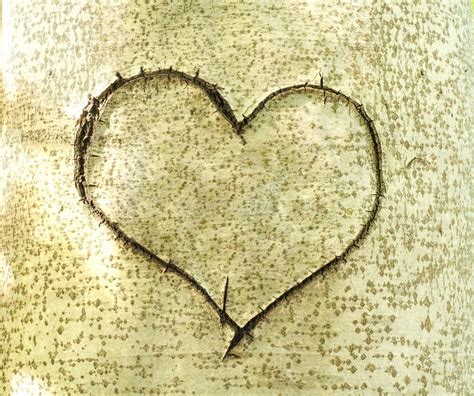 Heart Carved In Bark Of Tree Stock Image Image Of Graphic Hollow