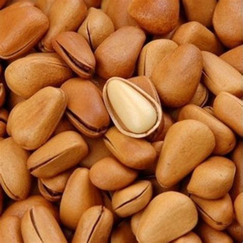 Pine Nuts In Shell At ₹ 2848kilogram Chilgoza In New Delhi Id