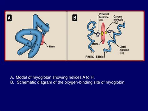 Ppt Globular Hemoproteins Powerpoint Presentation Free Download Id