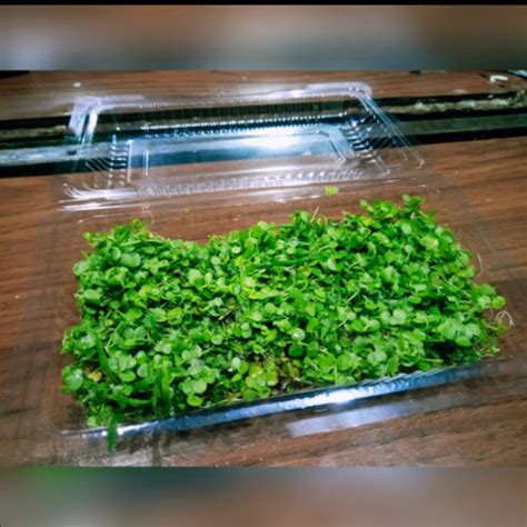 Jual Monte Carlo Tanaman Karpet Aquascape Porsi Mika Jakarta