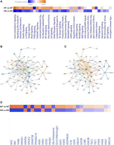 Frontiers Hypoxia Induced Sex Difference In Zebrafish Brain Proteome