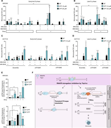 Human Dna Topoisomerase I Poisoning Causes R Loopmediated Genome