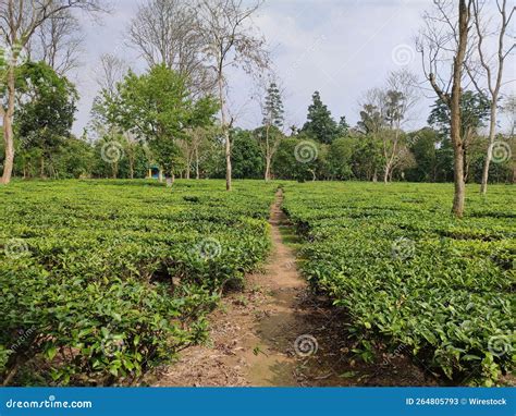 Tea Garden In Digboi Assam India Stock Image Image Of Growth Summer 264805793