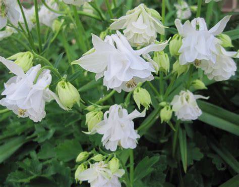 A Collection Of Double Flowering Columbines