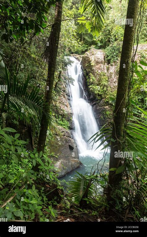 La Mina Falls Or Cascada La Mina In The Rainforest Of El Yunque