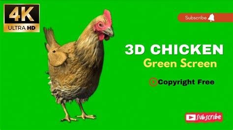 Talking Chicken Green Screen No Copyright 3d Chicken Green Screen