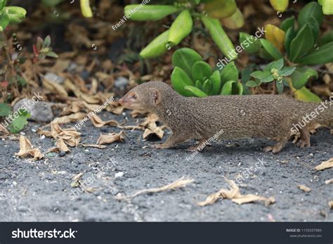 188 Mongoose Hawaii Images, Stock Photos, 3D objects, & Vectors ...