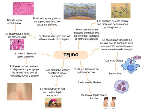 Mapa Mental De Tejido Conectivo Docsity