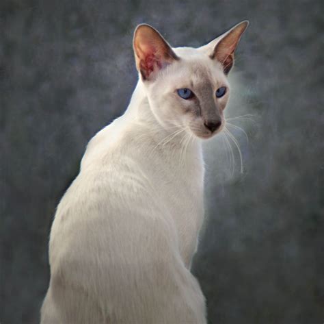 D'Artagnan the Stunning Lilac Point Siamese Cat