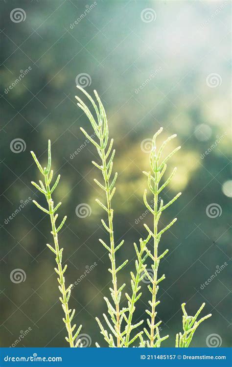 Salicornia Growing in Salt Marshes and Beach Stock Image - Image of edible, ingredient: 211485157