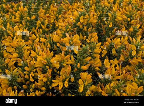 Gorse Close Up Hi Res Stock Photography And Images Alamy