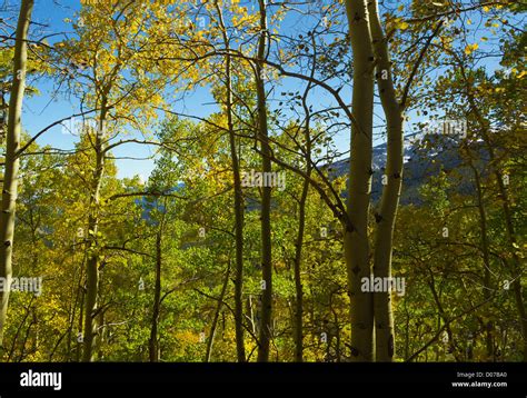 Quaking Aspen Populus Tremuloides In Fall Colors In Cimarron Nm Stock