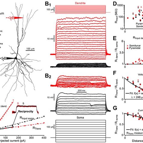 Dendritic Architecture Of Piriform Cortex Excitatory Neurons A Ir Dic Download Scientific