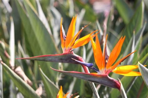 Types Of Orange Flowers With Pictures House Grail