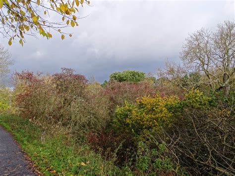 Autumn Trees Beside The Derwent Walk Robert Graham Cc By Sa