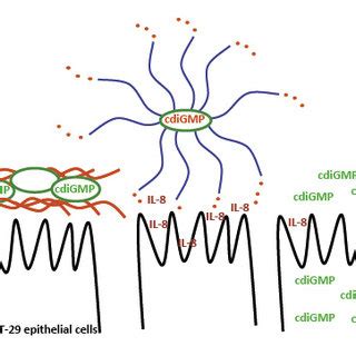 Yin And Yang Role Of Cyclic Di Gmp Signaling In Stimulation Of