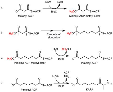 The E. coli biotin synthetic pathway. The biotin synthetic pathway is ...