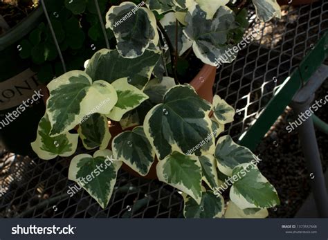 Image Variegated Algerian Ivy Hedera Algeriensis Stock Photo 1373557448