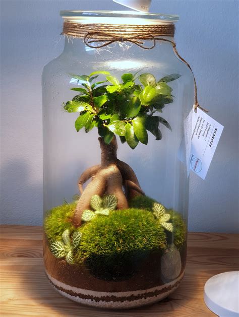 How to make a bonsai terrarium. Complete guide • Bonsai terrarium