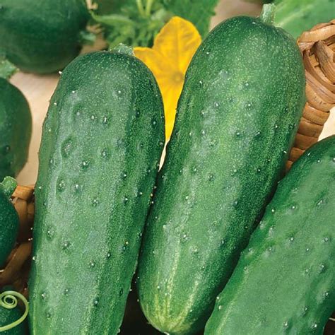 cucumber garden bush pickle hybrid seeds pickling cucumbers ferry morse