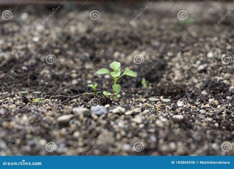 Planta Verde Que Cresce Na Terra Foto De Stock Imagem De Cultivo