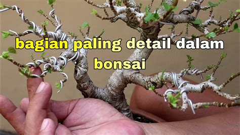 Tips Membuat Perantingan Sebuah Bonsai YouTube