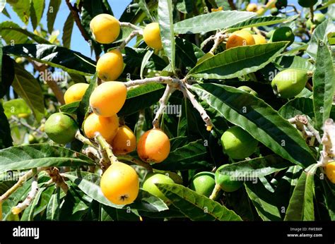 Nispero Loquat Fruit Tree Fotograf As E Im Genes De Alta Resoluci N Alamy