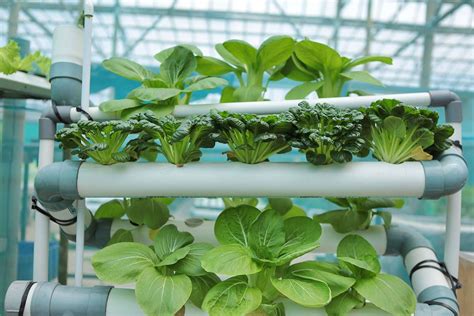 How To Make Diy Vertical Garden With Pvc Pipe Hydroponics Storables