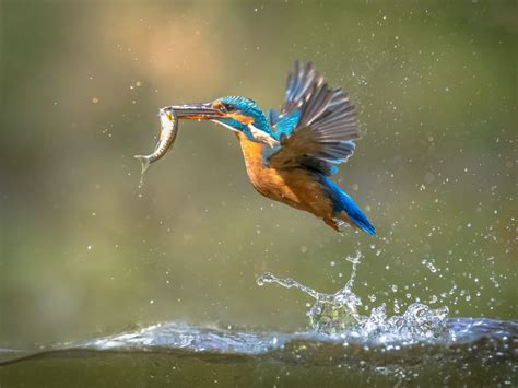 Common European Kingfisher Flying with fish catch – Eco18