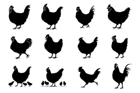 Conjunto De Ilustraciones Vectoriales De Silueta De Pollo Vector Premium