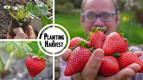 How To Grow Strawberries From Planting To Harvest Housepetscare