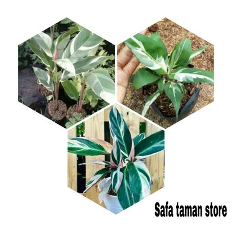 Jual Paket Hemat Tanaman Hias Heliconia Variegata Meranti Bali