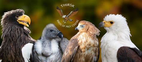 Visitor Information Thirsk Birds Of Prey Centre