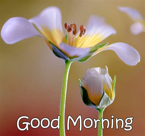 Hd Images Good Morning Flowers Infoupdate Org