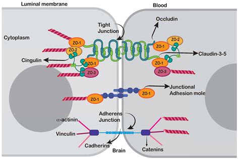 Structure Of Endothelial Cell Junctions Endothelial Cell Junctions Are