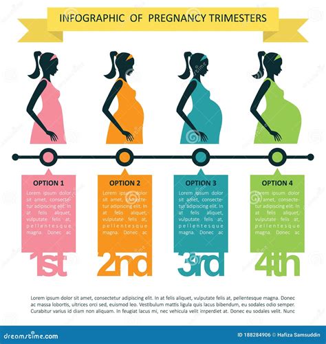 Vecteur Stock Pregnancy Month Weeks And Trimesters Chart With Stages ...