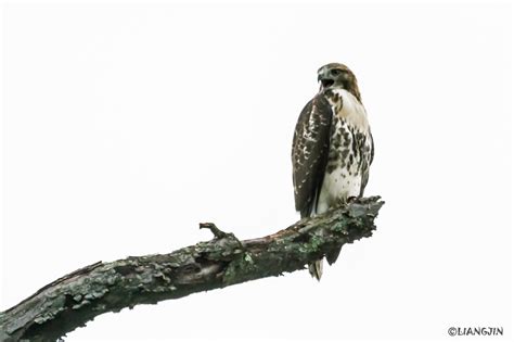 See What I See The Red Tail Hawk