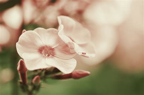 Wallpaper White Flowers Plants Branch Blossom Pink Leaf Flower