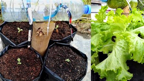 Cara Unik Menanam Selada Di Polybag Sampe Panen How To Grow Lettuce