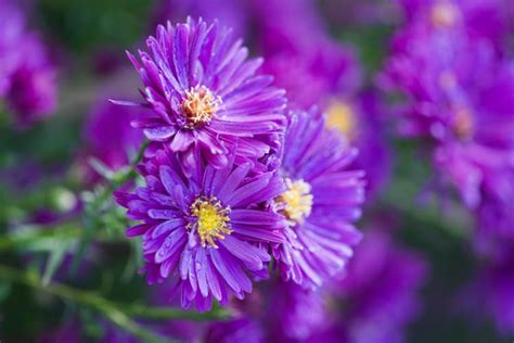 Aster Novae Angliae Purple Dome New England Asters