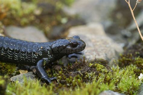 Closeup Sur Le Tout Noir Salamandre Alpin Salamandra Atra Des Alpes