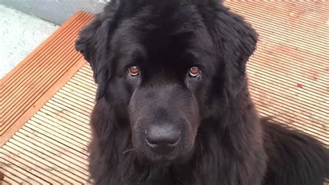 Do Newfoundland Dogs Bark