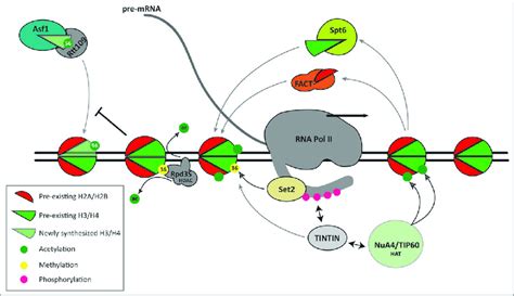 Model For The Involvement Of Tintin In Nucleosome Transactions During