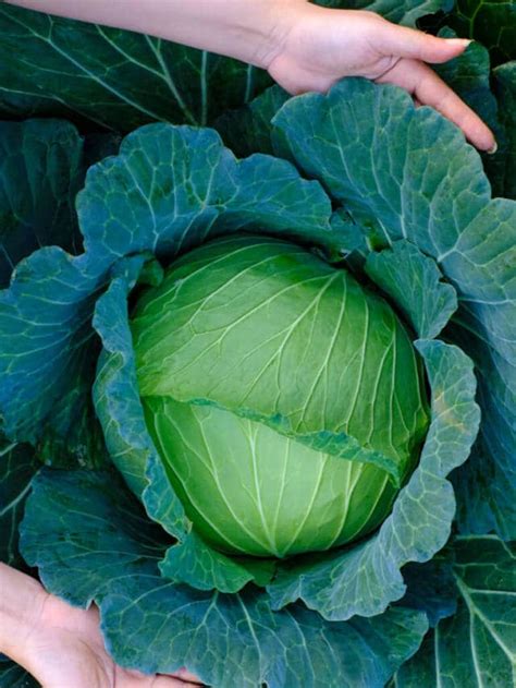 Top 7 Health Benefits Of Cabbage HealthifyMe Blog