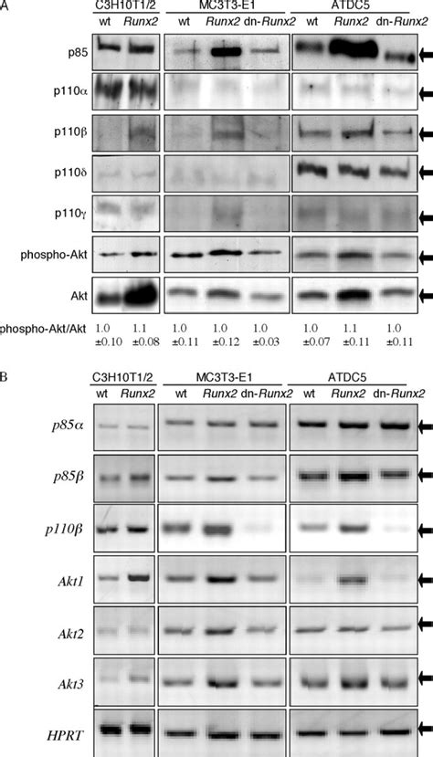 Western Blot And Rt Pcr Analyses Of Pi K Subunits P And P And