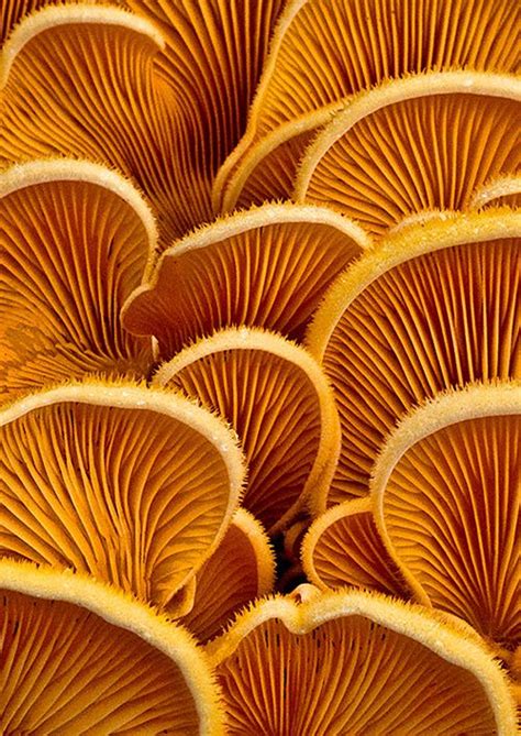 32 Weird Wonderful Fungi Mushroom Pictures The Photo Argus